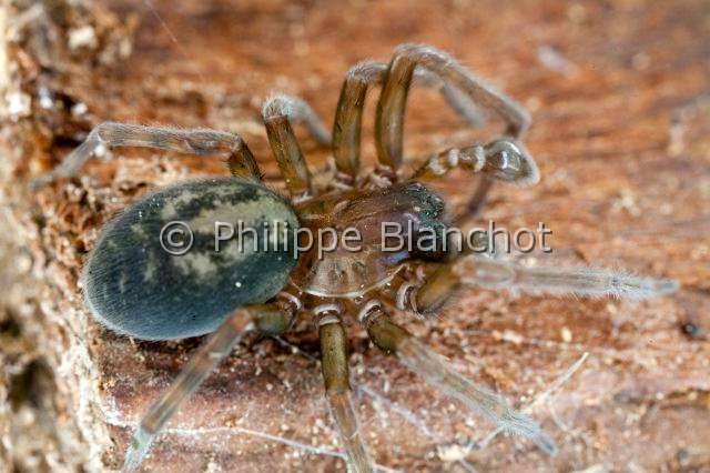 Amaurobiidae_9422.JPG - France, Araneae, Amaurobiidae, Araignée, Amaurobe féroce (Amaurobius ferox), Lace webbed spider